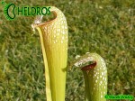 Sarracenia x excellens, Yellow flowered (obtained as 'Loch Ness' - fake) (H-22-DB)