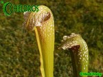 Sarracenia x excellens, Yellow flowered (obtained as 'Loch Ness' - fake) (H-22-DB)