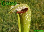 Sarracenia x excellens, Yellow flowered (obtained as 'Loch Ness' - fake) (H-22-DB)