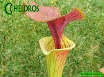 MK F90 Kapturnica Sarracenia Flava var. cuprea,N.Carolina,W, AF,F6,JA