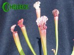 KAPTURNICA SARRACENIA x STEVENSII