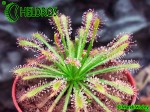 Drosera rosiczka neocaledonica