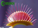 Dionaea Muscipula MUCHOŁÓWKA PURPLE GIANT