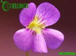Pinguicula JOHANNA
