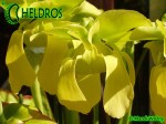 Sarracenia x excellens, Yellow flowered (obtained as 'Loch Ness' - fake) (H-22-DB)
