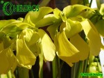 Sarracenia x excellens, Yellow flowered (obtained as 'Loch Ness' - fake) (H-22-DB)