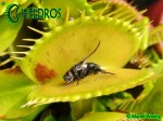 Muchołówka Dionaea PATCHES