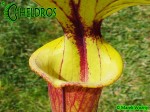 MK F71 Kapturnica Sarracenia Flava var. rubricorpora, Giant Red Tube,W,(F41,JA)
