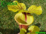 MK F71 Kapturnica Sarracenia Flava var. rubricorpora, Giant Red Tube,W,(F41,JA)