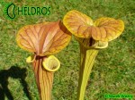 MK F231 Kapturnica Sarracenia Flava var. cuprea Botanique (BB) 2006