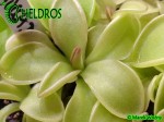 Tłustosz PINGUICULA  MORANENSIS var. ALBA {San Cristobal} x YUCCA DO 1718