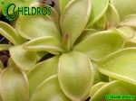Tłustosz PINGUICULA  MORANENSIS var. ALBA {San Cristobal} x YUCCA DO 1718