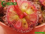 Rosiczka Drosera admirabilis sp 'floating', Bainskloof