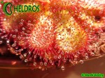 Rosiczka Drosera admirabilis sp 'floating', Bainskloof