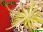 Tłustosz Pinguicula Gypsicola Bueno Vista