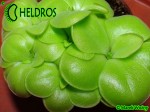 Pinguicula mirandae Oaxaca 4.jpg