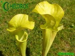 MK H251 Sarracenia x "Manta Ray"