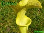 MK H251 Sarracenia x "Manta Ray"