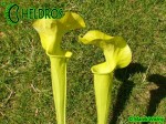 MK H251 Sarracenia x "Manta Ray"