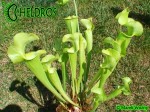 MK H251 Sarracenia x "Manta Ray"