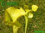 MK H251 Sarracenia x "Manta Ray"