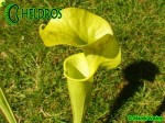 MK H251 Sarracenia x "Manta Ray"