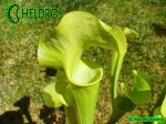 MK H251 Sarracenia x "Manta Ray"