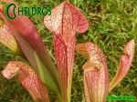 Kapturnica MK H127 Sarracenia x 'Jenny Helen'