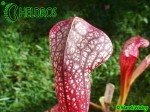 Kapturnica MK H127 Sarracenia x 'Jenny Helen'