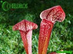 Kapturnica MK H127 Sarracenia x 'Jenny Helen'