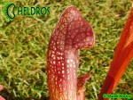 Kapturnica MK H127 Sarracenia x 'Jenny Helen'