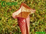 Kapturnica MK H127 Sarracenia x 'Jenny Helen'