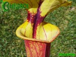 MK F97 Sarracenia Flava var. rubricorpora, Giant red tube, Apalachicola National Forest, FL W,F14,JA