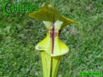 MK F38	Sarracenia Flava var. ornata,PM Heavily veined, Gulf Coast.