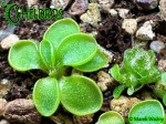 Tłustosz Pinguicula Orchidioides - Stolonifera