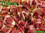 Muchołówka Dionaea Muscipula 'Clayton's Red Sunset'