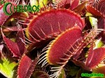 Muchołówka Dionaea Muscipula 'Clayton's Red Sunset'