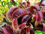 Muchołówka Dionaea Muscipula 'Clayton's Red Sunset'