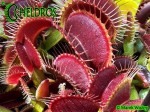 Muchołówka Dionaea Muscipula 'Clayton's Red Sunset'