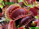 Muchołówka Dionaea Muscipula 'Clayton's Red Sunset'
