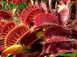 Muchołówka Dionaea Muscipula 'Clayton's Red Sunset'