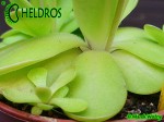 Pinguicula Rectifolia