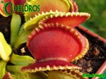 Dionaea Muscipula Muchołówka GREEN WIZARD