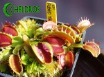 Dionaea Muscipula Muchołówka FUSED TOOTH