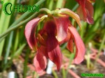 MK H354 Sarracenia x 'Tapestry' Kapturnica