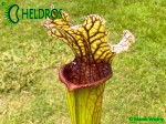 MK H354 Sarracenia x 'Tapestry' Kapturnica