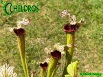 MK H354 Sarracenia x 'Tapestry' Kapturnica