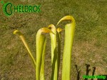 MK H74 Sarracenia x minata (minor x alata)
