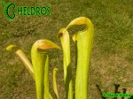 MK H74 Sarracenia x minata (minor x alata)