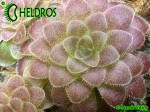 Tłustosz Pinguicula moranensis f. orchidioides - dormancy